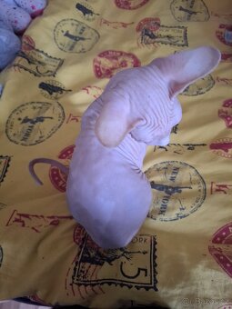Koťatka sphynx - 4