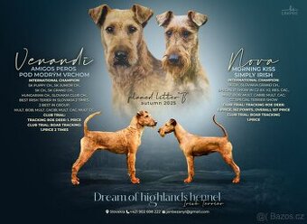 Írsky teriér šteniatka - rezervácia - 4