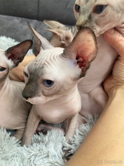 Kanadský sphynx bez pp - 4