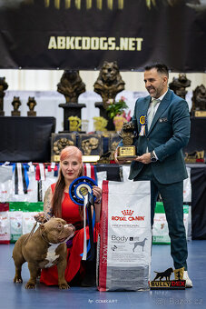American bully pocket - krytí - 4