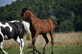 Klisna 2,5 let prodej PP arab - 4