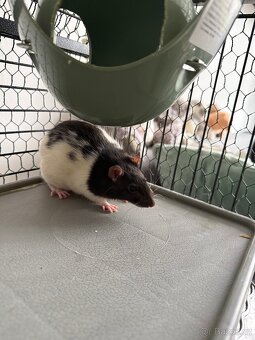 Laboratorní potkan a klec - 4