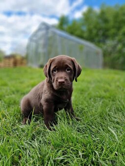Štěňata labradora s PP - 4