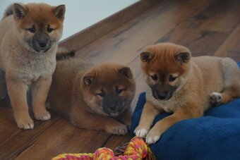 Shiba inu s průkazem původu - 4