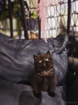 Britská koťátka - 4