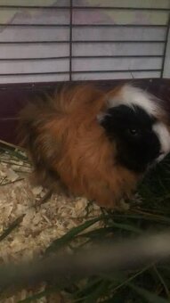 Prodej dvou mladých morčat - 4