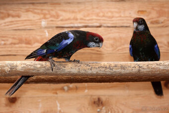 Rosela pestrá černá opalinová - 4