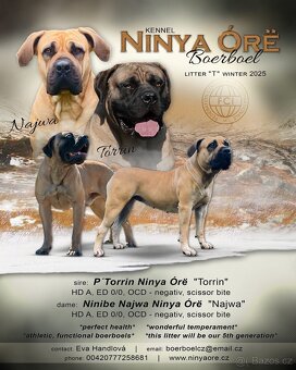 Boerboel štěně - fena FCI pp - 4