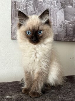 Ragdoll koťátka - 4