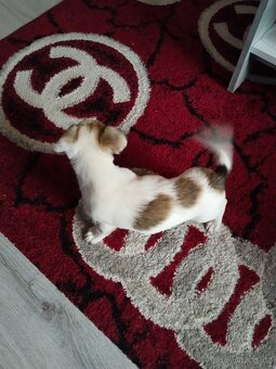 Jack Russell teriér - 4