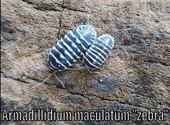 Isopody, stínky - 4