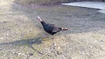 Prodam ročnikrůty. - 4