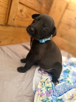 Štěňátka Border kolie a Labradora - 4