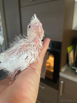 Samičky korely Bílá Albino - 4