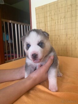 Čistokrevní HUSKY bez PP - 4