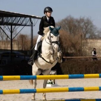 Pony kobylka po bonsaj - 4