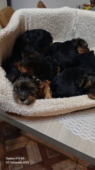 Štěňátka Jorkširsky teriér - 4