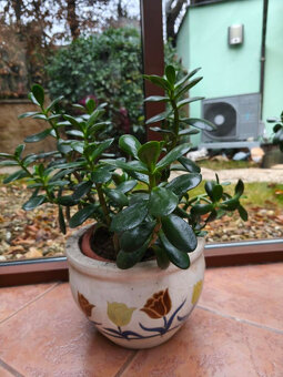 Prodám pokojové rostliny TLUSTICE - 4