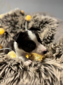 Border Kolie s PP - 4