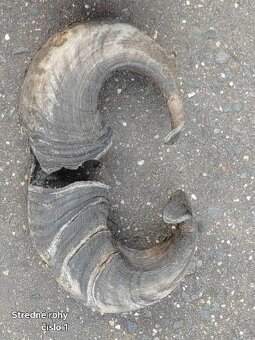 Trofeje, kravské rohy 25-70cm - 4