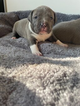 American Bully x Staford - 4