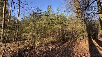 Prodej lesa, 8 225 m², Lány na Důlku, Pardubice - 4