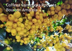 Cofeea Canephora Robusta, rostlina 200 Kč - 4