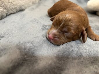 Cavapoo - 4