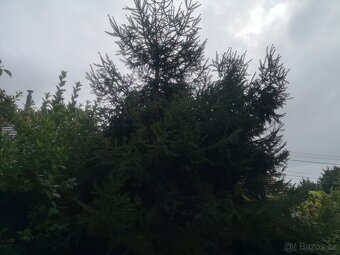 Prodám chvojí ze smrku ztepylého - 4