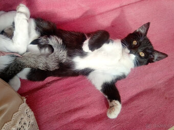daruji dvě koťata - 4