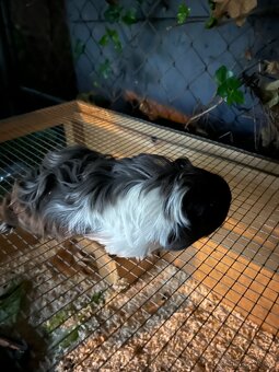 Prodám půlroční morčátka dlouhosrstá Sheltie - 4