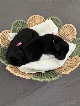 Flat Coated Retriever - černá štěňátka (odběr 6/2026) - 4