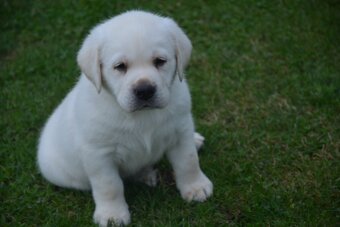 Labrador - 4