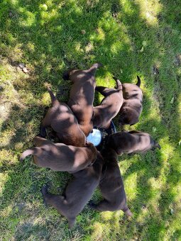Štěňátka labradorského retrievera - 4