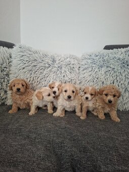 Maltipoo - 4