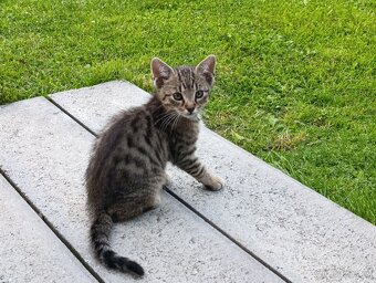Daruji do dobrých rukou mourované 3.koťatka - 4