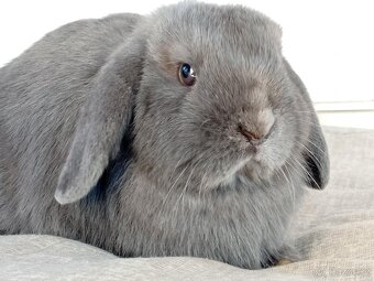 Samička Zakrslý Beránek MiniLop ❤️❤️ - 4