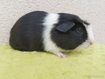 Morče - samec Viking - 4