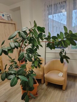 Fíkus velký - 4