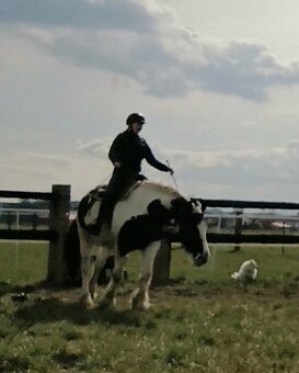 8letá kobyla barokní pinto - 4