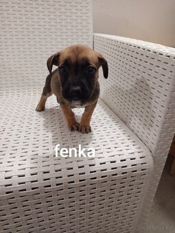 Americký stafordšírský teriér bez pp - 4