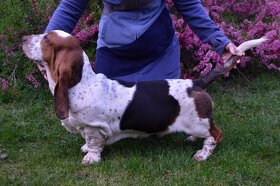 BASSET HOUND s PP - 4