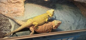 Terarium pro agamy 160x60x60 - 4