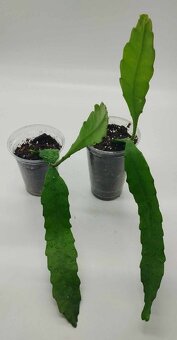 Fylokaktusy - Epiphyllum- 4 druhy - 4