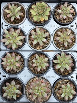 Dužnatka (Echeveria) - 4