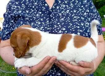 Jack russell terier krásný hnědobílý pejsek - 4