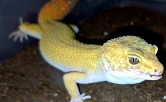 White&Yellow het Tremper Albino het Eclipse pos Super Hypo T - 4