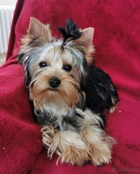 Yorkshire terrier - 4