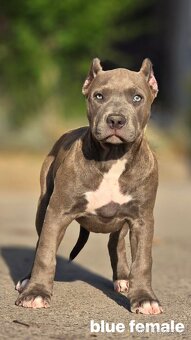American bully xl, pitbull xxl - 4