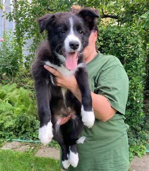 Border collie-Border kólia s PP - 4